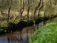 B, Limburg, Peer, Neerhoksent, Bollisserbeek 2, Saxifraga-Jan van der Straaten