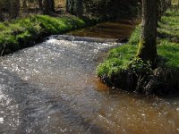 B, Limburg, Peer, Neerhoksent, Samenvloeiing Dommel-Bollisserbeek 2, Saxifraga-Jan van der Straaten