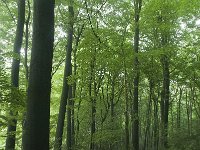 B, Limburg, Voeren, Remersdaal 5, Saxifraga-Willem van Kruijsbergen