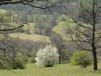 CZ, Hodonin, Bile Karpaty, Hruba Vrbka, Certoryje 2, Saxifraga-Jan  Willem Jongepier