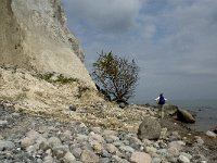 DK, Sjaelland, Vordingborg, Moens Klint North 2, Saxifraga-Jan van der Straaten