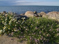 DK, Syddanmark, Fuenen, Bogense 4, Foto Fitis-Sytske Dijksen