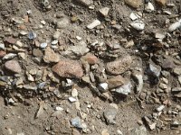 Boulder clay  On cliff of Fyns Hoved; Funen, Denmark : boulder, boulder clay, boulders, cliff, Denmark, Funen, Fyns Hoved, Nature Reserve, soil, cley, pebble, pebbles