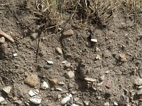 Boulder clay  On cliff of Fyns Hoved; Funen, Denmark : boulder, boulder clay, boulders, cliff, Denmark, Funen, Fyns Hoved, Nature Reserve, soil, cley, pebble, pebbles