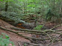 EUk, East Sussex, Wealden, Ashdown Forest 3, Saxifraga-Tom Heijnen