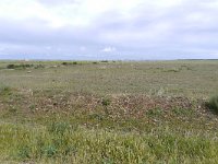 F, Bouches-du-Rhône, Saint-Martin-de-Crau, Reserve Naturelle des Coussouls de Crau 2, Saxifraga-Tom Heijnen