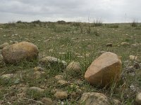 F, Bouches-du-Rhone, Saint-Martin-de-Crau, Peau de Meau 43, Saxifraga-Willem van Kruijsbergen