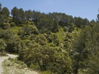 F, Bouches-du-Rhone, Saint-Remy-de-Provence, Caume 6, Saxifraga-Marijke Verhagen