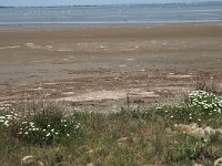 F, Bouches-du-Rhone, Saintes Maries de la Mer, Digue a la mer 10, Saxifraga-Jan van der Straaten