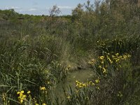 F, Bouches-du-Rhone, Saintes Maries de la Mer, Etang de Vaccares 11, Saxifraga-Marijke Verhagen