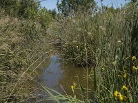 F, Bouches-du-Rhone, Saintes Maries de la Mer, Etang de Vaccares 12, Saxifraga-Marijke Verhagen