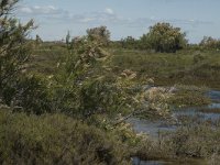 F, Bouches-du-Rhone, Saintes Maries de la Mer, Etang de Vaccares 18, Saxifraga-Marijke Verhagen