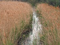 F, Bouches-du-Rhone, Saintes Maries de la Mer, Marais de Gines 1, Saxifraga-Jan van der Straaten