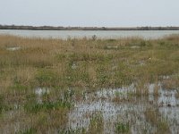 F, Bouches-du-Rhone, Saintes Maries de la Mer, Parc Ornithologique 9, Saxifraga-Willem van Kruijsbergen