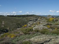 F, Lozere, Barre-des-Cevennes 7, Saxifraga-Willem van Kruijsbergen