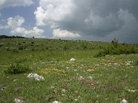 F, Lozere, Causse de Sauveterre 4, Saxifraga-Dirk Hilbers