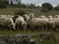 F, Lozere, Florac, Causse de Mejean 16, Saxifraga-Marijke Verhagen