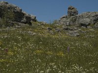 F, Lozere, Fraissinet-de-Fourques, Nimes-le-Vieux 13, Saxifraga-Marijke Verhagen