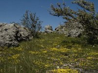 F, Lozere, Fraissinet-de-Fourques, Nimes-le-Vieux 14, Saxifraga-Marijke Verhagen