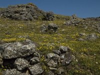 F, Lozere, Fraissinet-de-Fourques, Nimes-le-Vieux 20, Saxifraga-Marijke Verhagen