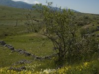 F, Lozere, Fraissinet-de-Fourques, Nimes-le-Vieux 21, Saxifraga-Marijke Verhagen