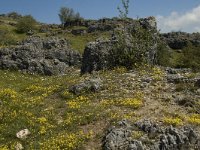 F, Lozere, Fraissinet-de-Fourques, Nimes-le-Vieux 24, Saxifraga-Marijke Verhagen