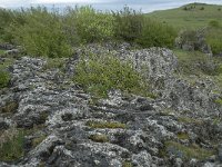 F, Lozere, Fraissinet-de-Fourques, Nimes-le-Vieux 55, Saxifraga-Willem van Kruijsbergen