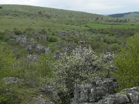 F, Lozere, Fraissinet-de-Fourques, Nimes-le-Vieux 58, Saxifraga-Willem van Kruijsbergen