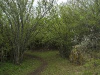 F, Lozere, Fraissinet-de-Fourques, Nimes-le-Vieux 68, Saxifraga-Willem van Kruijsbergen