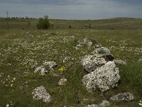 F, Lozere, Hures-la-Parade 12, Saxifraga-Jan van der Straaten