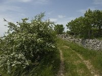 F, Lozere, Hures-la-Parade 17, Saxifraga-Jan van der Straaten