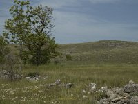 F, Lozere, Hures-la-Parade 41, Saxifraga-Marijke Verhagen