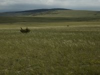 F, Lozere, Hures-la-Parade 6, Saxifraga-Jan van der Straaten