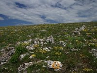 F, Lozere, Hures-la-Parade 64, Saxifraga-Dirk Hilbers