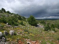 F, Lozere, Hures-la-Parade, Le-Buffre 14, Saxifraga-Dirk Hilbers