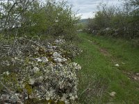 F, Lozere, Hures-la-Parade, Nivoliers 15, Saxifraga-Willem van Kruijsbergen