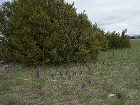 F, Lozere, Hures-la-Parade, le Villaret 7, Saxifraga-Willem van Kruijsbergen