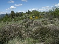 F, Lozere, Le Pompidou 17, Saxifraga-Willem van Kruijsbergen