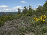 F, Lozere, Le Pompidou 21, Saxifraga-Willem van Kruijsbergen