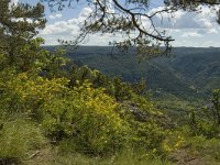 F, Lozere, Le Rozier 34, Saxifraga-Marijke Verhagen