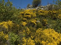 F, Lozere, Les Bondons 10, Saxifraga-Marijke Verhagen