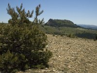 F, Lozere, Les Bondons 12, Saxifraga-Marijke Verhagen