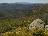 F, Lozere, Les Bondons 3, Saxifraga-Marijke Verhagen