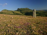 F, Lozere, Les Bondons 48, Saxifraga-Dirk Hilbers