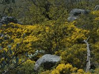 F, Lozere, Les Bondons 7, Saxifraga-Marijke Verhagen