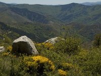 F, Lozere, Les Bondons 8, Saxifraga-Marijke Verhagen