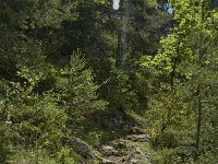 F, Lozere, Les Vignes 12, Saxifraga-Marijke Verhagen