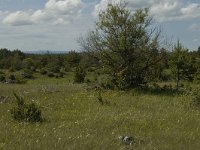 F, Lozere, Les Vignes 20, Saxifraga-Marijke Verhagen