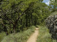 F, Lozere, Les Vignes 4, Saxifraga-Marijke Verhagen