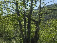 F, Lozere, Molezon, La Roquette 4, Saxifraga-Willem van Kruijsbergen